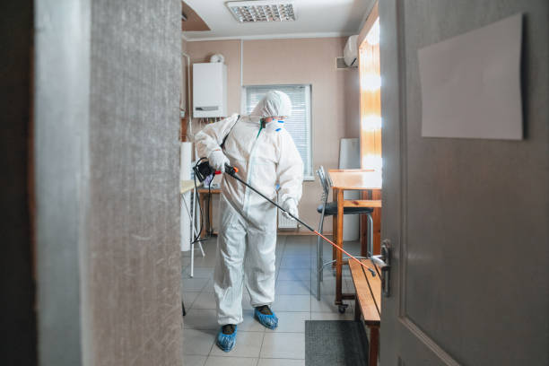 Best Attic Mold Removal  in Henderson, KY