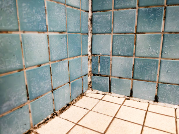 Best Residential Mold Inspection & Testing  in Henderson, KY
