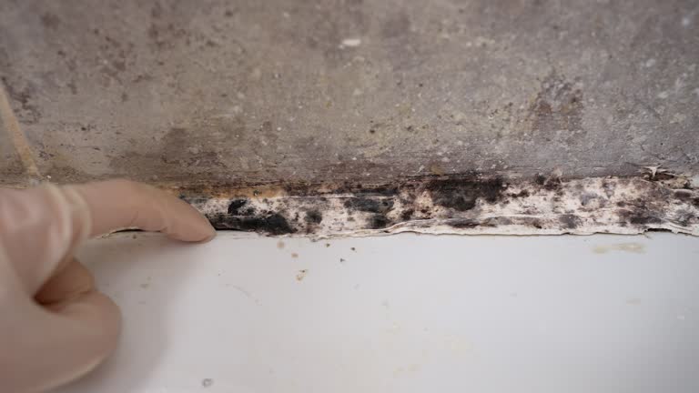 Best Biohazard Mold Removal  in Henderson, KY