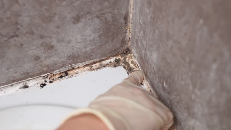 Best Crawl Space Mold Remediation  in Henderson, KY