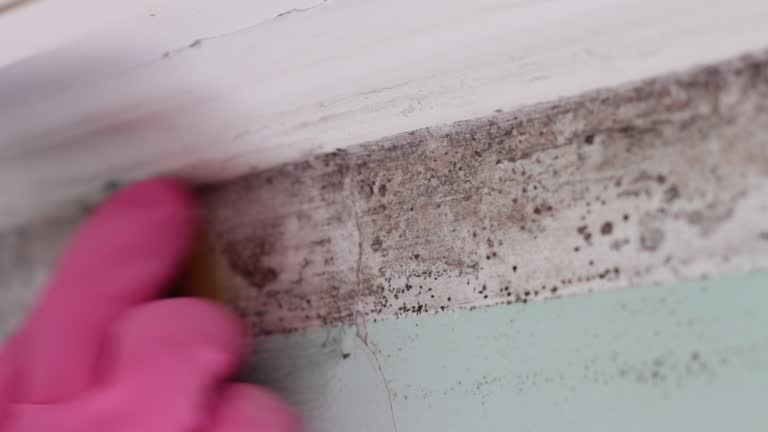  Henderson, KY Mold Removal Pros